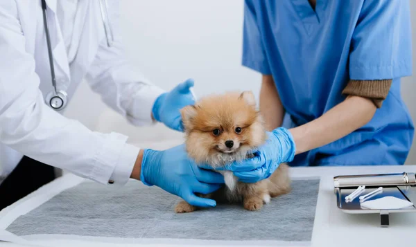Dva Doktoři Vyšetřují Roztomilého Pejska Koncept Veterinárního Lékařství Pomeranian Veterinární — Stock fotografie