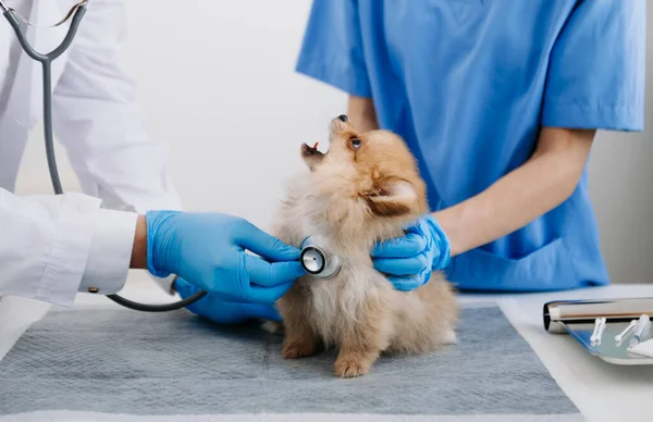 かわいい犬を診察する医師2人 獣医学のコンセプト 獣医クリニックのポメラニアン シュトゥズ ドッグ — ストック写真