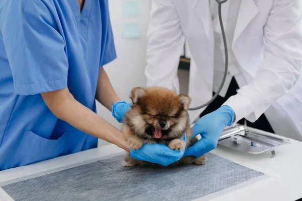 かわいい犬を診察する医師2人 獣医学のコンセプト 獣医クリニックのポメラニアン シュトゥズ ドッグ — ストック写真