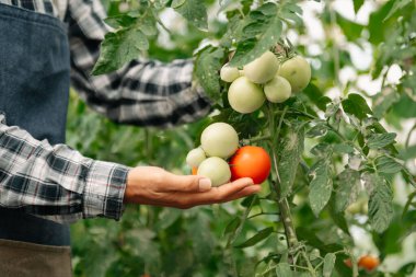 Kadın çiftçi ellerinde domates hasadı tutuyor.. 