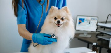 Pomeranya köpeği veteriner kliniğinde aşı oluyor.