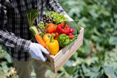 Asyalı adam çiftlikten taze sebze topluyor.. 