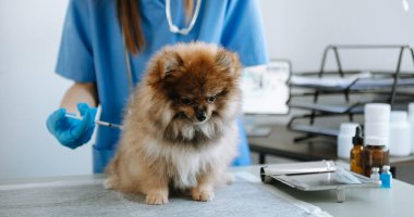 Pomeranya köpeği veteriner kliniğinde aşı oluyor.