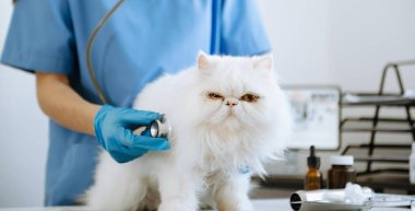 Bayan veteriner klinikte kedi yavrusu için steteskop kullanıyor.