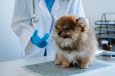 Erkek veteriner veteriner veteriner kliniğinde fonendoskopla küçük bir köpeğin nefesini dinliyor.