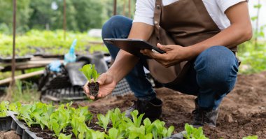 Çiftçi marul kalitesini tabletle kontrol ediyor. Tarım ve modern teknoloji kavramı