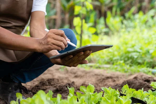 Maanviljelijä Nainen Käyttää Digitaalinen Tabletti Alalla Teknologian Sovellus Maatalousteollisuudessa — kuvapankkivalokuva