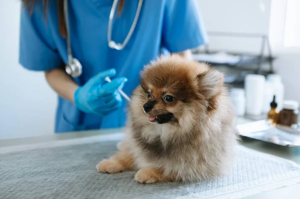 獣医師 獣医クリニックで小型犬の呼吸を聞く — ストック写真