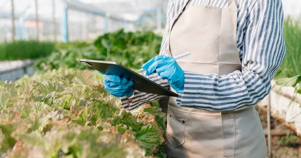 Agricultor Asiático Mão Usando Tablet Digital Inspecionando Legumes Frescos Fazenda — Fotografia de Stock