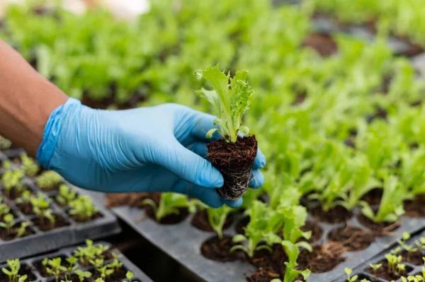 Closeup of a woman hands gardening lettuce in farm