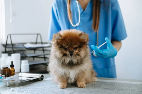Pomeranian dog getting injection with vaccine in veterinary clinic