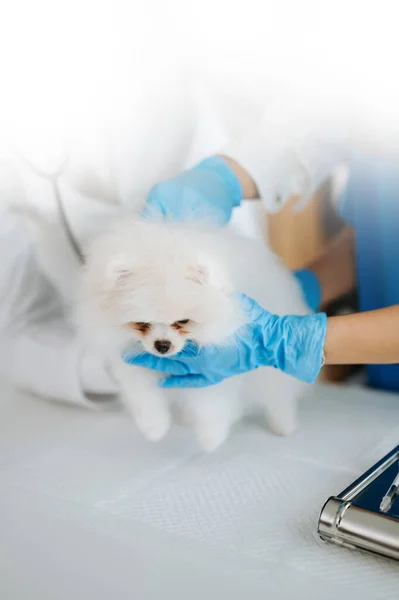 Two doctors examining puppy. Veterinary medicine concept. Pomeranian in a veterinary clinic
