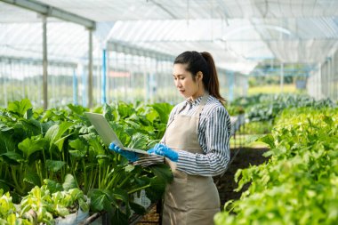 Eldiven giyen Asyalı genç kadın çiftçi, serada bitkileri denetliyor ve dizüstü bilgisayar kullanıyor. Tarımsal büyüme faaliyetlerinde akıllı tarım teknolojisi. 