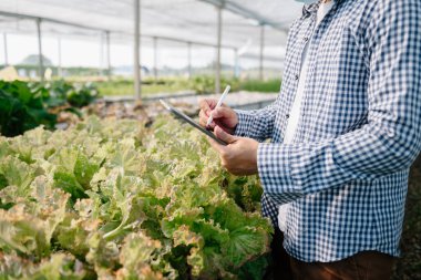 Asyalı çiftçi, sera çiftliğinde tablet ve organik sebzeler kullanıyor. Kadın hidroponik salata sebze bahçesi sahibi çalışıyor. Akıllı uzaklık