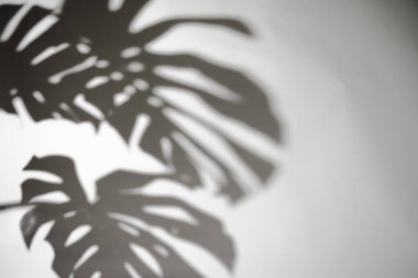 Beton bitkilerdeki canavar yaprağı beyaz duvardaki toksinleri emer.,