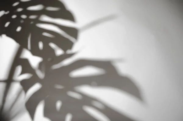 shadows monstera leaf on concrete plants absorb toxins on white wall blur background,