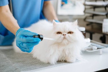 Kadın veteriner, hayvan hastanesinde kedi yavrusu ve hayvan kulakları için stetoskop kullanıyor. 