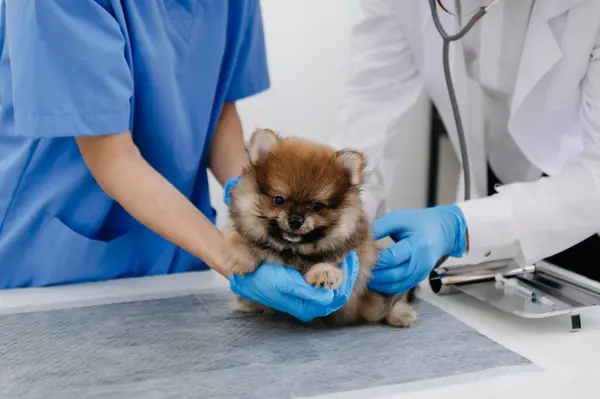 Two doctors examining puppy. Veterinary medicine concept. Pomeranian in a veterinary clinic