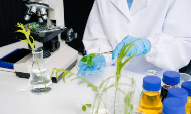 Biyologlar biyokimya laboratuvarında çalışan bitkilerle deney yapıyorlar.