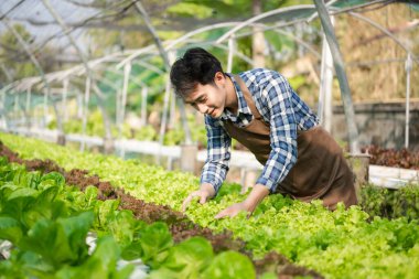 Çiftlikte organik sebze arayan Asyalı çiftçi.. 