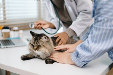 Hasta kediyi tedavi eden kadın veteriner. Hayvan sağlığı kavramını koru