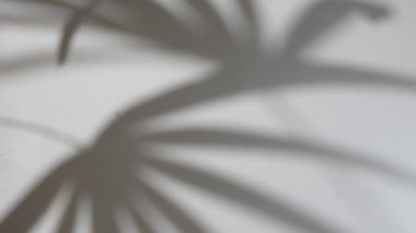 Beton bitkilerdeki gölge canavar yaprakları beyaz duvardaki toksinleri emer.