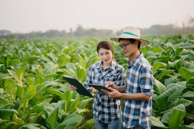 Asyalı çiftçiler tütün yaprağı tarlasında dijital tabletle ekinleri teftiş ediyorlar.