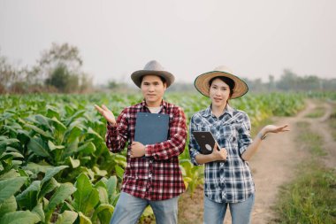 Asyalı çiftçiler tütün yaprağı tarlasında dijital tabletle ekinleri teftiş ediyorlar.