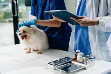 İki doktorun orta bölümü, tüylü bir köpekle profesyonel veteriner bakımı ve hayvan muayenesi yapıyor. Tıbbi uzmanlık, hayvan sağlığı ve şefkatli hayvan bakımı gösteriliyor.