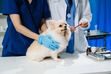 İki doktorun orta bölümü, tüylü bir köpekle profesyonel veteriner bakımı ve hayvan muayenesi yapıyor. Tıbbi uzmanlık, hayvan sağlığı ve şefkatli hayvan bakımı gösteriliyor.
