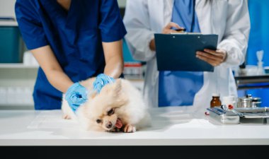 İki doktorun orta bölümü, tüylü bir köpekle profesyonel veteriner bakımı ve hayvan muayenesi yapıyor. Tıbbi uzmanlık, hayvan sağlığı ve şefkatli hayvan bakımı gösteriliyor.