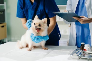 İki doktorun orta bölümü, tüylü bir köpekle profesyonel veteriner bakımı ve hayvan muayenesi yapıyor. Tıbbi uzmanlık, hayvan sağlığı ve şefkatli hayvan bakımı gösteriliyor.
