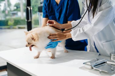 İki doktorun orta bölümü, tüylü bir köpekle profesyonel veteriner bakımı ve hayvan muayenesi yapıyor. Tıbbi uzmanlık, hayvan sağlığı ve şefkatli hayvan bakımı gösteriliyor.