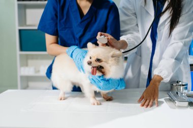 İki doktorun orta bölümü, tüylü bir köpekle profesyonel veteriner bakımı ve hayvan muayenesi yapıyor. Tıbbi uzmanlık, hayvan sağlığı ve şefkatli hayvan bakımı gösteriliyor.