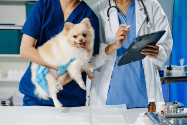 İki doktorun orta bölümü dijital tablet kullanıyor ve tüylü bir köpekle profesyonel veteriner bakımı ve hayvan muayenesi yapıyorlar. Tıbbi uzmanlık, hayvan sağlığı ve şefkatli hayvan bakımı gösteriliyor.