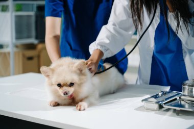 İki doktorun orta bölümü, tüylü bir köpekle profesyonel veteriner bakımı ve hayvan muayenesi yapıyor. Tıbbi uzmanlık, hayvan sağlığı ve şefkatli hayvan bakımı gösteriliyor.