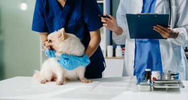Doktor ve hemşirenin orta bölümü tüylü köpeğe veteriner bakımı ve muayene yapıyor. Tıbbi uzmanlık, hayvan sağlığı ve şefkatli hayvan bakımı gösteriliyor.