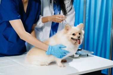 Veteriner ve hemşirenin orta bölümü tüylü köpeğe aşı yapıyor. Tıbbi uzmanlık, hayvan sağlığı ve şefkatli hayvan bakımı gösteriliyor.