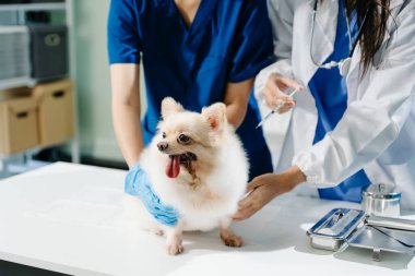 Veteriner ve hemşirenin orta bölümü tüylü köpeğe aşı yapıyor. Tıbbi uzmanlık, hayvan sağlığı ve şefkatli hayvan bakımı gösteriliyor.