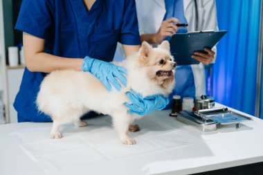 Doktor ve hemşirenin orta bölümü tüylü köpeğe veteriner bakımı ve muayene yapıyor. Tıbbi uzmanlık, hayvan sağlığı ve şefkatli hayvan bakımı gösteriliyor.