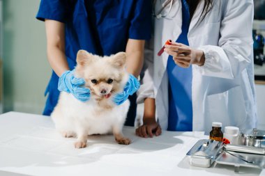 Doktor ve hemşirenin orta bölümü tüylü köpeğe veteriner bakımı ve muayene yapıyor. Tıbbi uzmanlık, hayvan sağlığı ve şefkatli hayvan bakımı gösteriliyor.