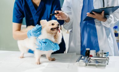 Doktor ve hemşirenin orta bölümü tüylü köpeğe veteriner bakımı ve muayene yapıyor. Tıbbi uzmanlık, hayvan sağlığı ve şefkatli hayvan bakımı gösteriliyor.