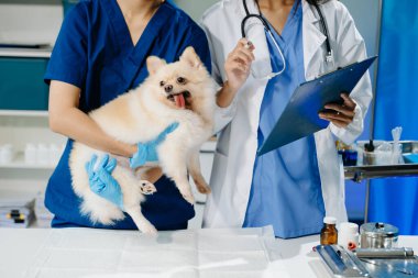 Doktor ve hemşirenin orta bölümü tüylü köpeğe veteriner bakımı ve muayene yapıyor. Tıbbi uzmanlık, hayvan sağlığı ve şefkatli hayvan bakımı gösteriliyor.