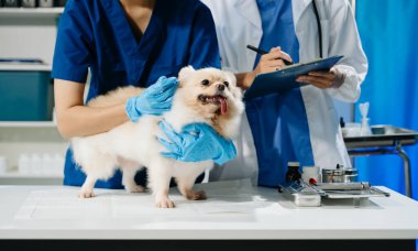 Profesyonel veteriner bakımı ve tüylü bir köpekle yapılan hayvan muayenesi. Tıbbi uzmanlık, hayvan sağlığı ve şefkatli hayvan bakımı gösteriliyor.