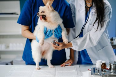 Pomeranian köpeğine veteriner clini 'nin randevusu sırasında aşı yapılıyor.