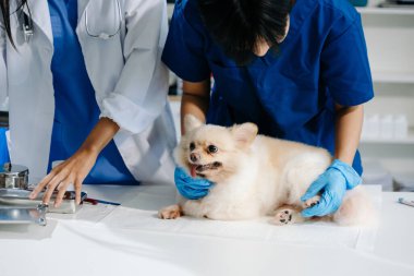 Doktor ve hemşirenin orta bölümü tüylü köpeğe veteriner bakımı ve muayene yapıyor. Tıbbi uzmanlık, hayvan sağlığı ve şefkatli hayvan bakımı gösteriliyor.