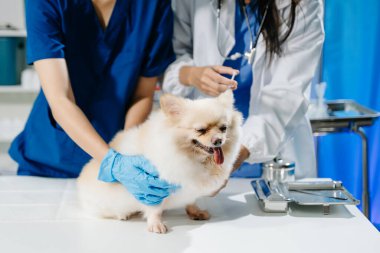 Doktor ve hemşirenin orta bölümü tüylü köpeğe veteriner bakımı ve muayene yapıyor. Tıbbi uzmanlık, hayvan sağlığı ve şefkatli hayvan bakımı gösteriliyor.