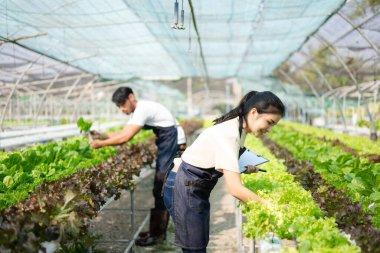 Asyalı çiftçiler seradaki bitkileri teftiş ediyor..