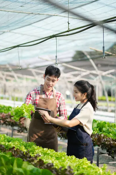 Asian couple of farmers inspects plants with a digital tablet In a greenhouse plantation. Smart farming