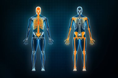 Tomografi ve apandisit iskelet sistemi x-ray ön veya ön görüş. İnsan iskeletinin oseolojisi 3 boyutlu resimleme. Anatomi, tıbbi, bilim, biyoloji, sağlık konseptleri.